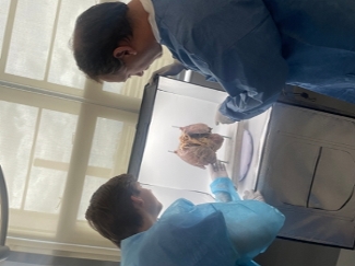 Tyler Welch, a first year MSRP student and Dr. Nathan Tullos from the Department of Advanced Biomedical Education, work together to build a photogrammetric model of the cardiopulmonary system. 